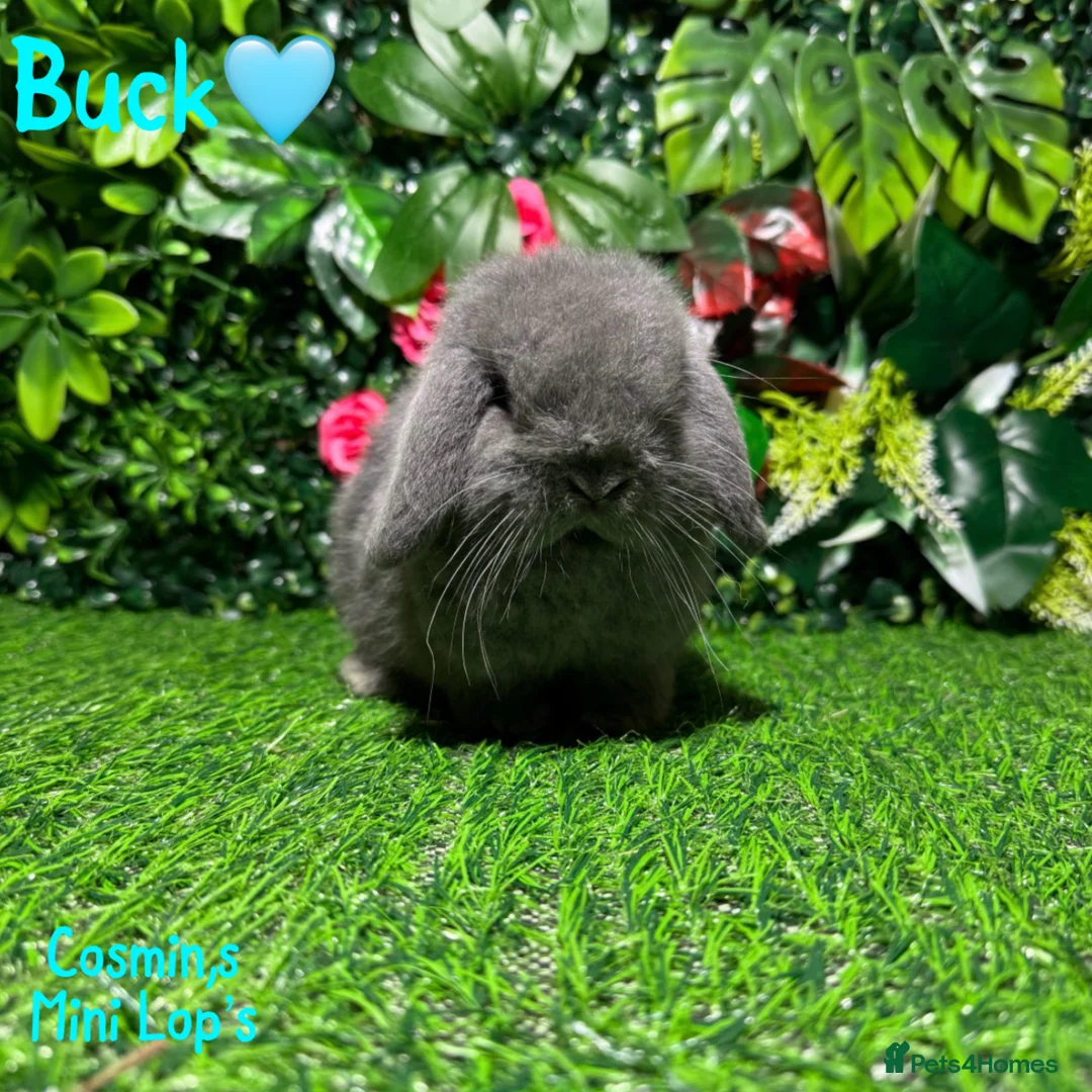 Mini Lop rabbits for sale: ✨STUNNING MINI LOP,READY TO REZERVE✨ - Advert 1