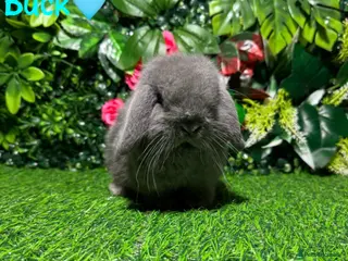 Mini Lop rabbits ✨STUNNING MINI LOP,READY TO REZERVE✨ - Advert 4