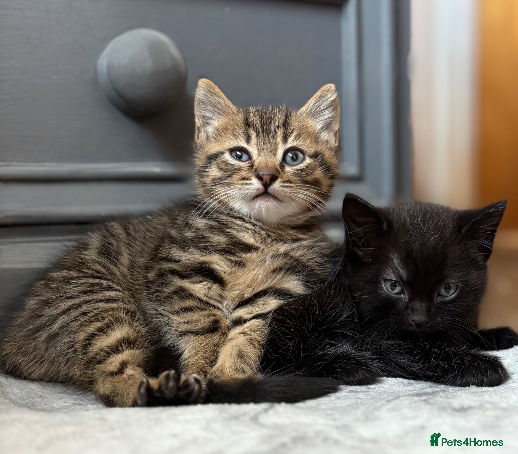 Mixed Breed cats Small litter of Kittens - Advert 1