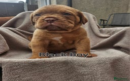 Dogue De Bordeaux dogs for sale: Dogue de bordeaux pups  - Image 8