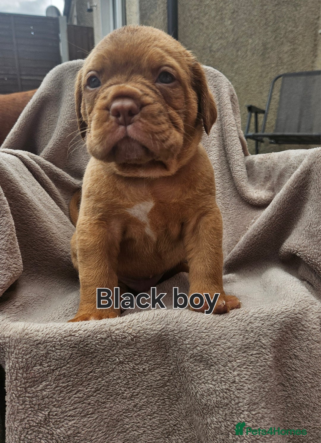 Dogue De Bordeaux dogs for sale: Dogue de bordeaux pups  - Image 8