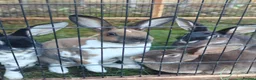Rex rabbits for sale: Mini Rex Rabbits  - Advert 11
