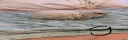 French Lop rabbits for sale: Mini lop x French lop baby’s for sale  - Advert 8