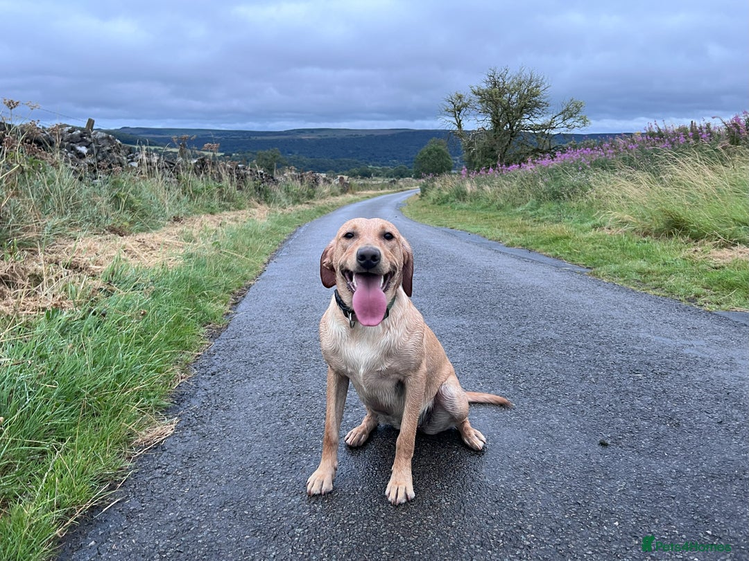 Labrador Retriever dogs for sale: KC Registered Fox Red Labrador Girl - Image 3