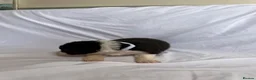 Australian Shepherd dogs for sale: Australia shepherd kc puppies 4 girls  - Advert 36