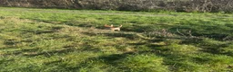 Mixed Breed dogs for sale: Gary 11month cheeky chap in Ilford - Advert 4