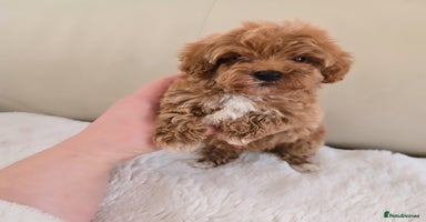 Maltipoo dogs - Advert 15