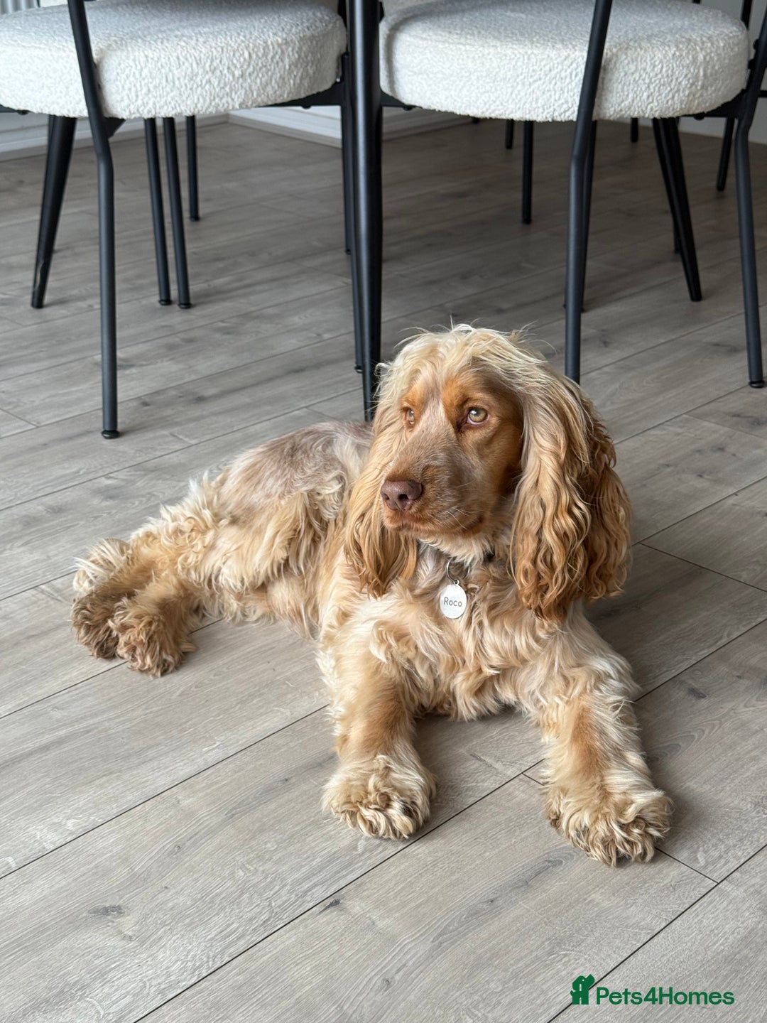 Cocker Spaniel dogs for stud: Show Cocker For Stud Only  - Advert 2