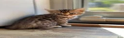 Bengal cats for sale: Beautiful Bengal Kittens - Advert 3