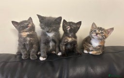 Domestic Shorthair cats for sale: 4 beautiful domestic shorthair kittens  - Image 1