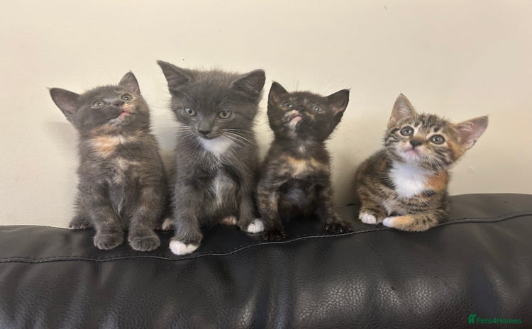 Domestic Shorthair cats - Advert 1