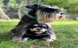 Miniature Schnauzer dogs for sale: Superb mini schnauzer, extensively health tested - Image 2