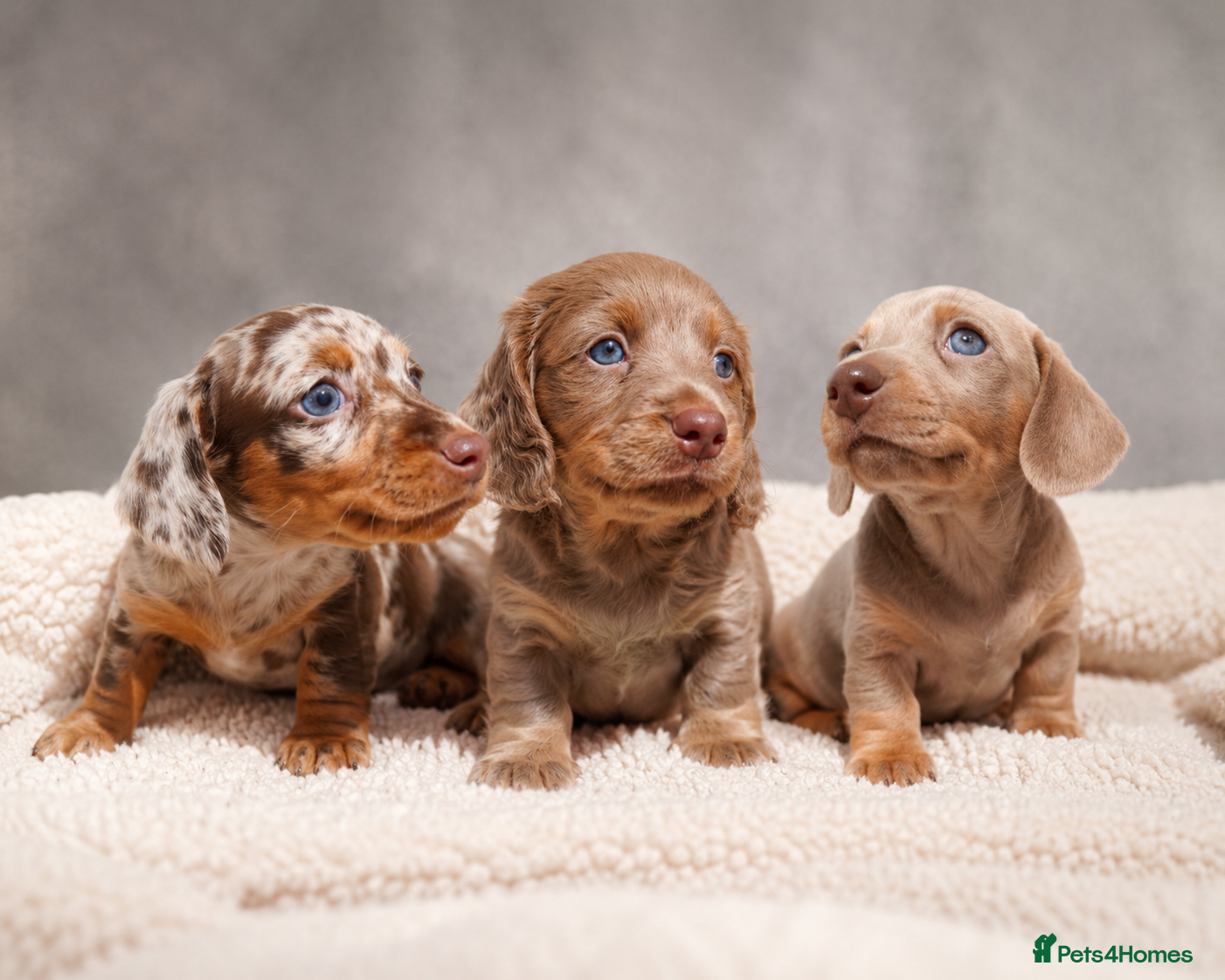 Miniature Dachshund dogs for sale: Miniature Dachshund  - Advert 1