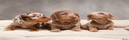 Miniature Dachshund dogs for sale: Miniature Dachshund  - Advert 1