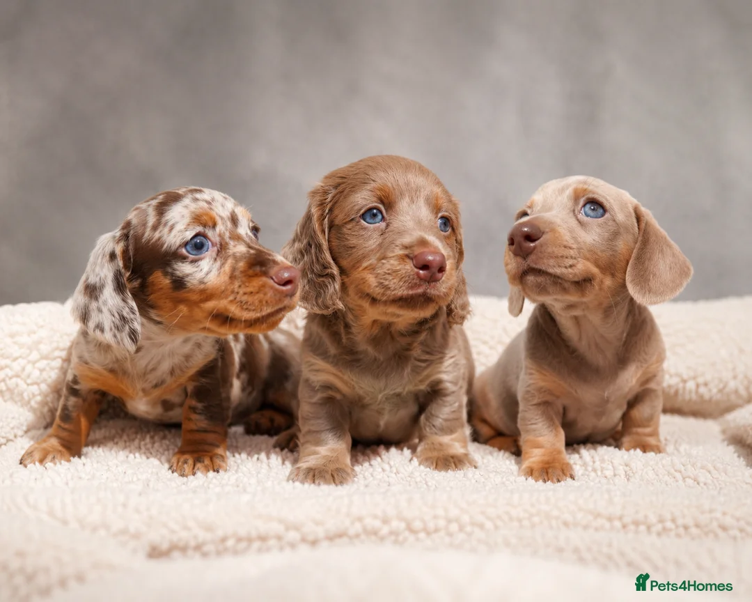 Miniature Dachshund dogs for sale: Miniature Dachshund  - Advert 1