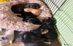 Cocker Spaniel dogs for sale: Beautiful Cocker Spaniels  - Image 6