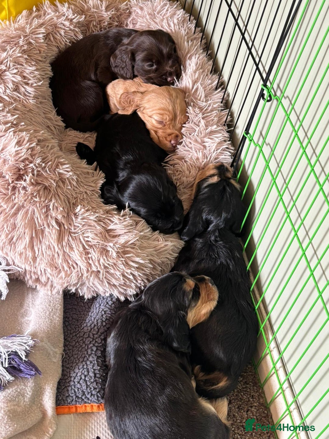 Cocker Spaniel dogs for sale: Beautiful Cocker Spaniels  - Image 6
