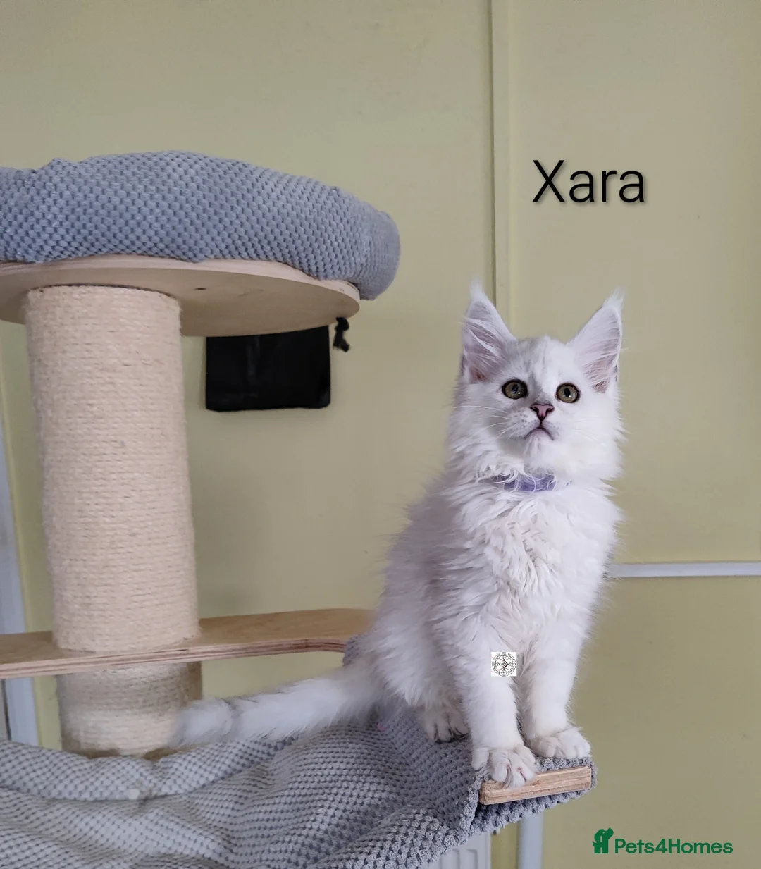 Maine Coon cats for sale: One boy & one girl left ‼️ ONLY PET ‼️ - Advert 10