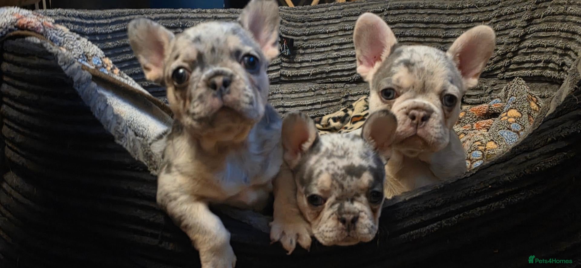 French Bulldog dogs Beautiful French bulldog dog merle puppies  - Advert 20