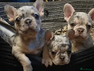 French Bulldog dogs Beautiful French bulldog dog merle puppies - Advert 4