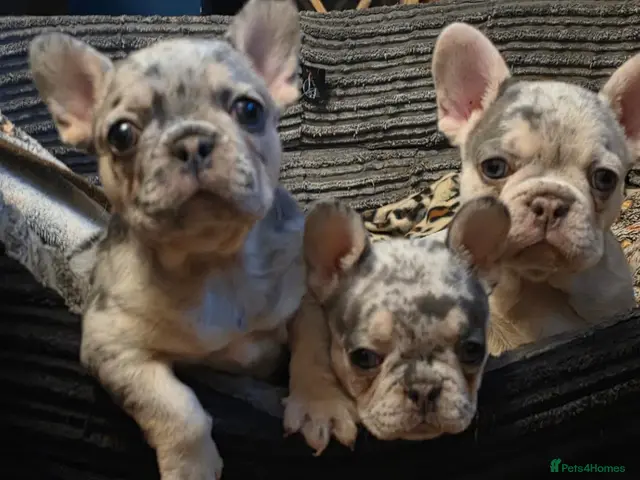 French Bulldog dogs Beautiful French bulldog dog merle puppies - Advert 14