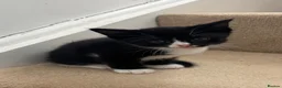Mixed Breed cats for sale: Kittens male and female in Carmarthen - Advert 1