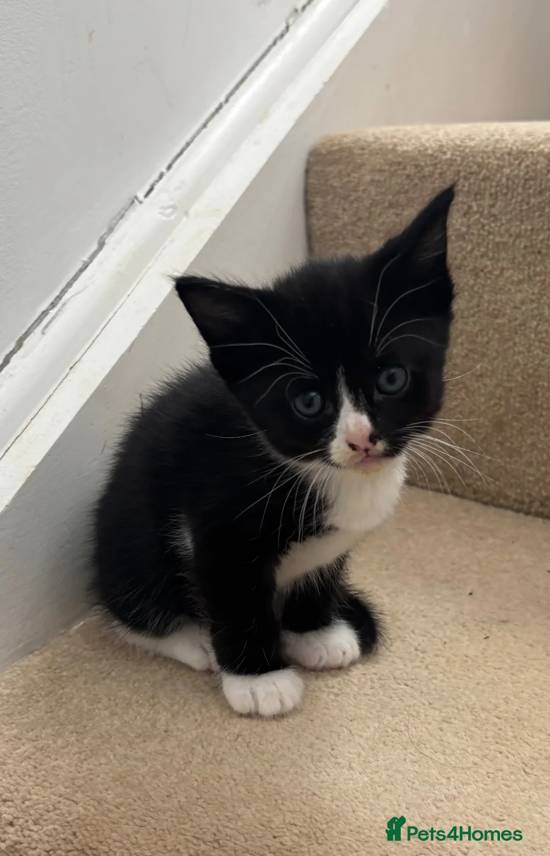 Mixed Breed cats for sale: Kittens male and female in Carmarthen - Advert 1