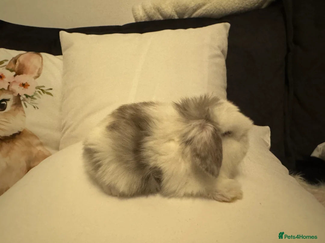 Mini Lop rabbits for sale: Pedigree Mini Lops ready !! 1 lilac tort doe left - Advert 4