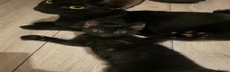 Mixed Breed cats for sale: Beautiful kittens ready for new homes - Advert 2