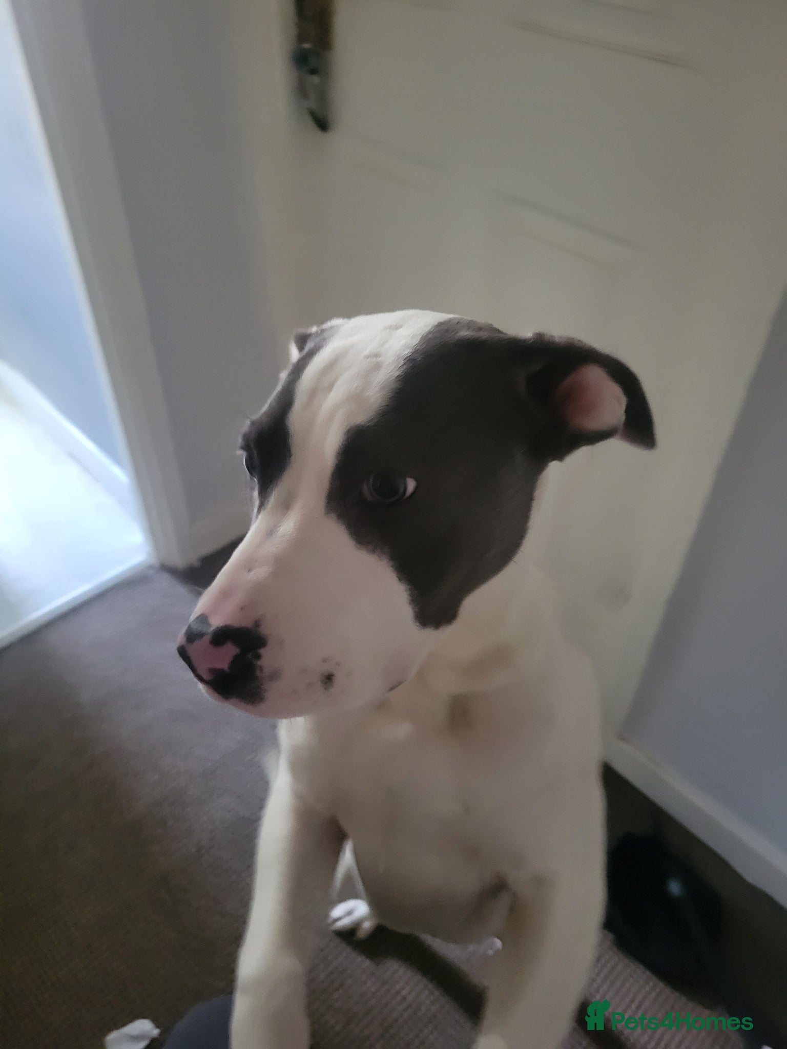 Mixed Breed dogs Cane corso x - Advert 11