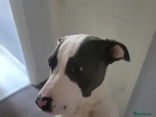 Mixed Breed dogs Cane corso x - Advert 11