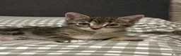 Mixed Breed cats for sale: Four beautiful tabby kittens - Advert 3