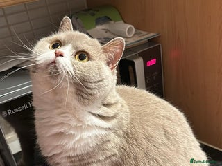 British Shorthair cats - Advert 2