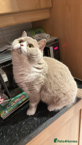 British Shorthair cats - Advert 4