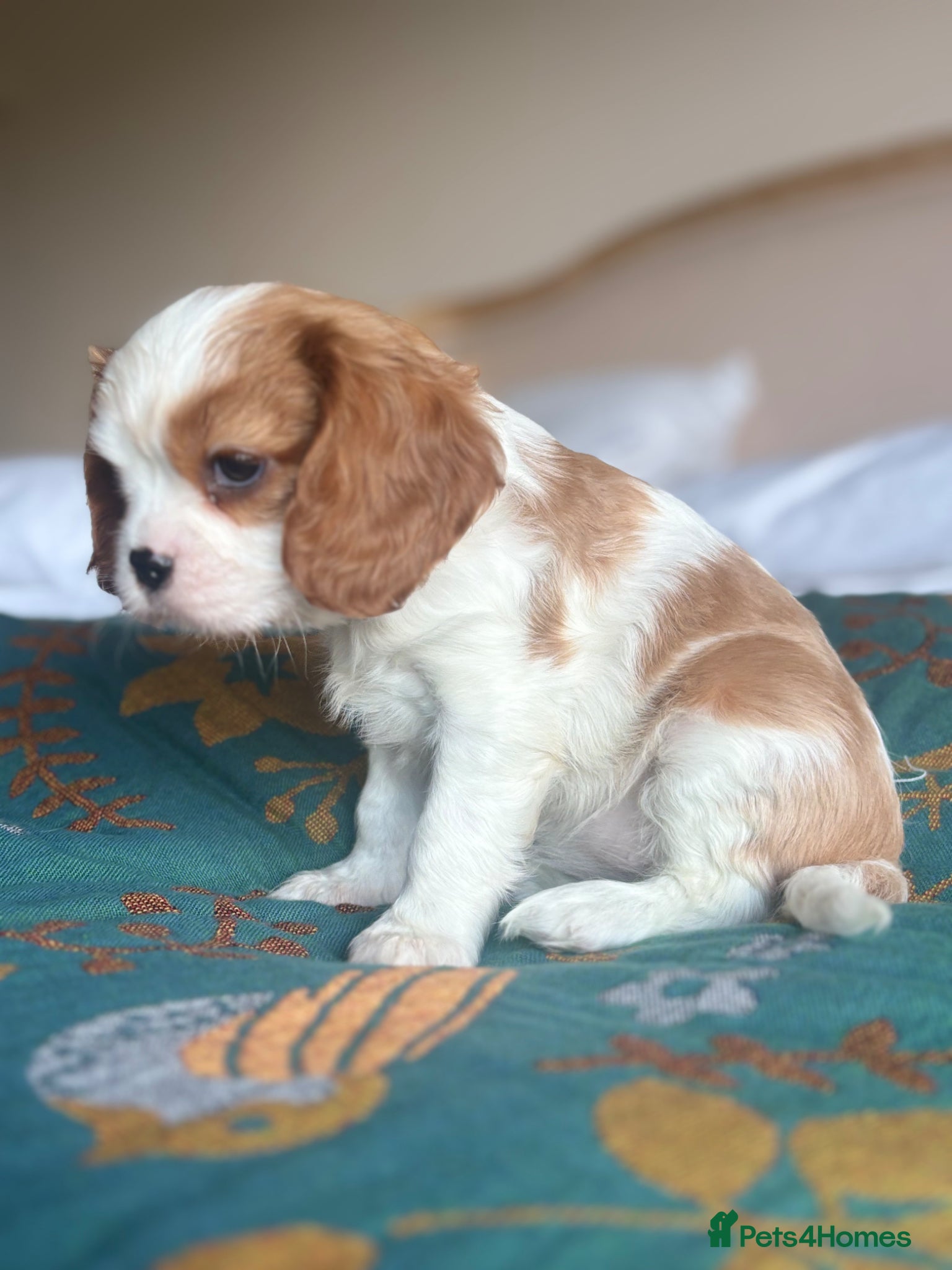 Cavalier King Charles Spaniel dogs 🐾Extensively health tested KC reg Cavalier pups🐾 - Advert 1