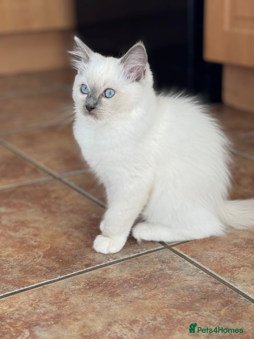 Ragdoll cats for sale: Gccf registered blue mitted ragdoll - Image 6