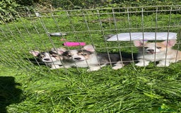Welsh Corgi Pembroke dogs for sale: 3 Welsh Pembrokeshire Corgis - Image 1