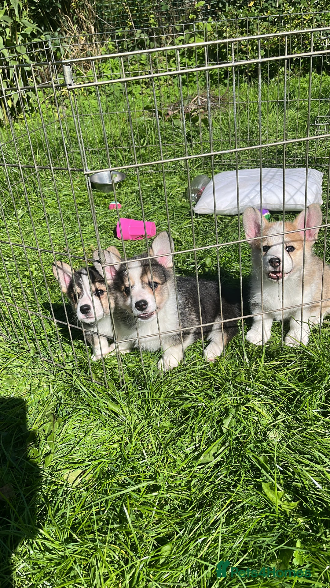Welsh Corgi Pembroke dogs for sale: 3 Welsh Pembrokeshire Corgis - Image 1
