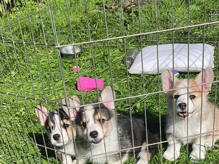 Welsh Corgi Pembroke dogs - Advert 2