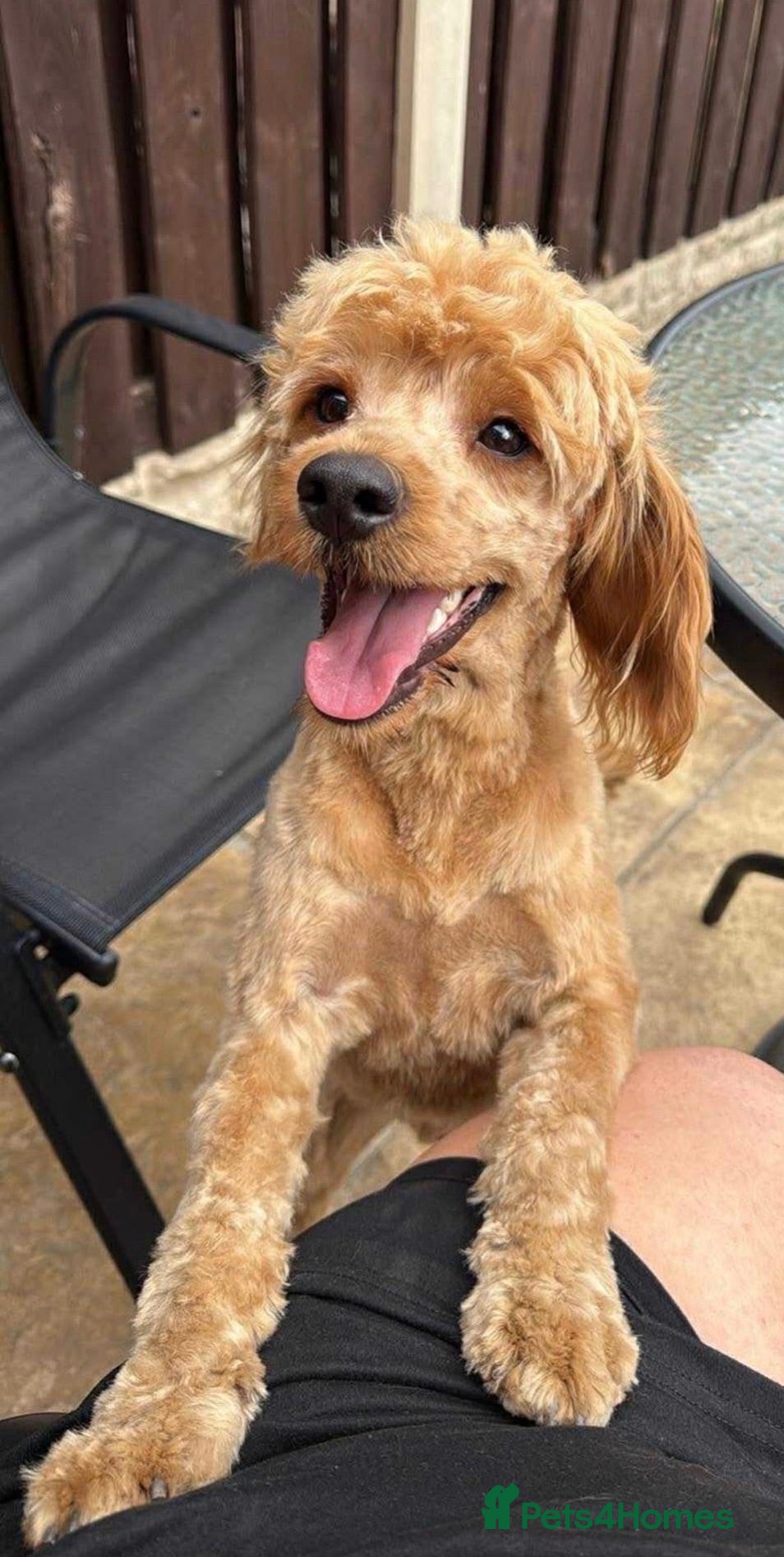 Cockapoo dogs F1 Cockapoo for stud - Advert 2