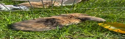 Mini Lop rabbits for sale: 4 Purebred Mini Lop kits for sale - Advert 14