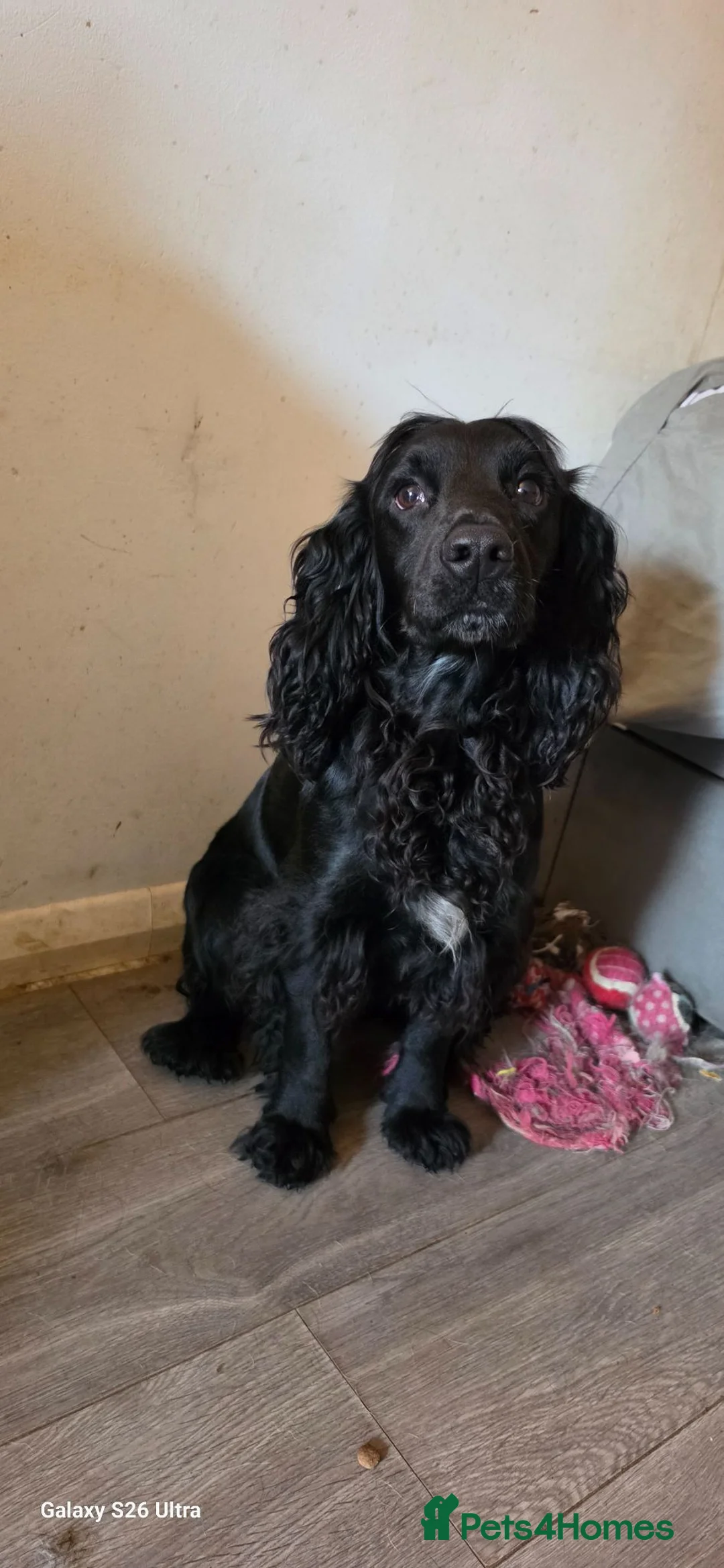 Cocker Spaniel dogs for stud: Cocker spanel stud - Advert 3