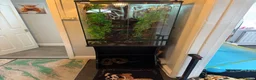 Lizard reptiles for sale: Leachie and setup  - Advert 2