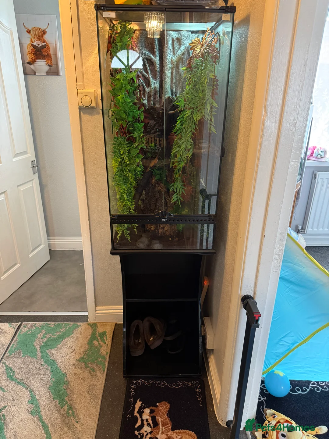 Lizard reptiles for sale: Leachie and setup  - Advert 2