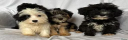 Mixed Breed dogs for sale: Sealyham X Poodle Puppies  - Advert 1