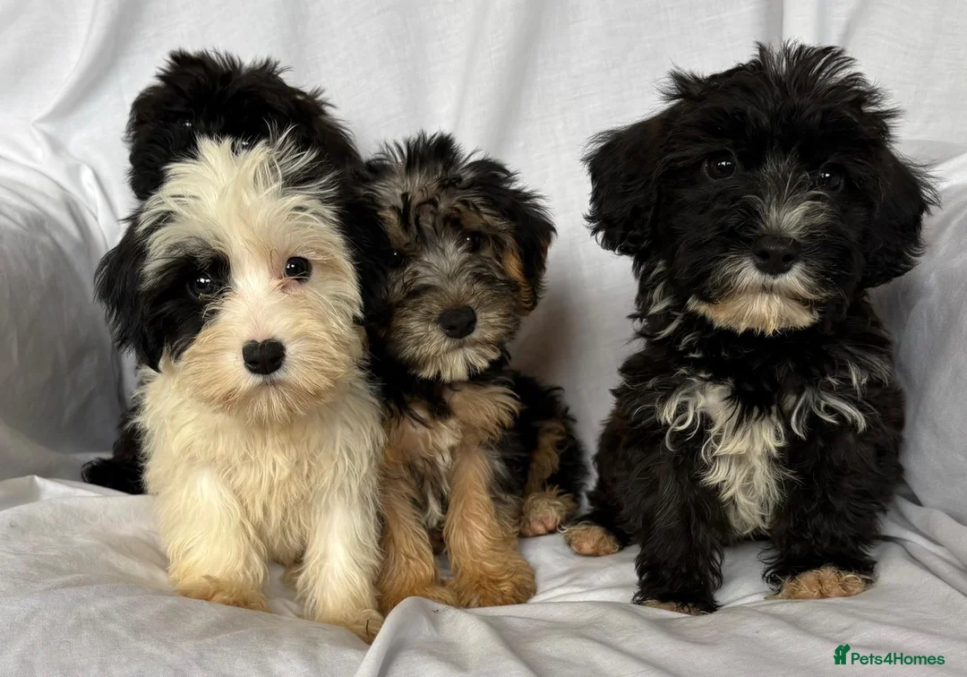 Mixed Breed dogs for sale: Sealyham X Poodle Puppies  - Advert 1