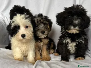 Mixed Breed dogs Sealyham X Poodle Puppies - Advert 11