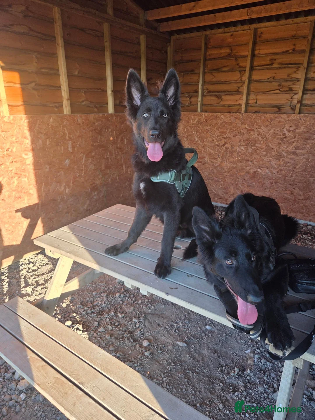 German Shepherd dogs for sale: 8 Month old brothers needing a loving forever home - Advert 1