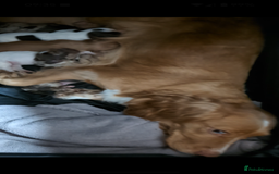 Cocker Spaniel dogs for sale: Beautiful Cocker Spaniel Puppies  - Image 2