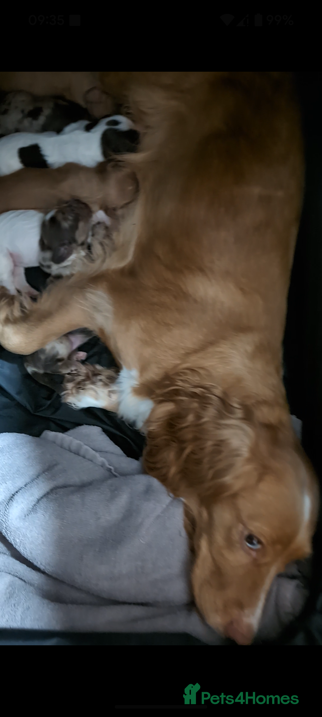 Cocker Spaniel dogs for sale: Beautiful Cocker Spaniel Puppies  - Image 2